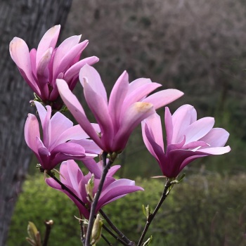 FlowerEdit