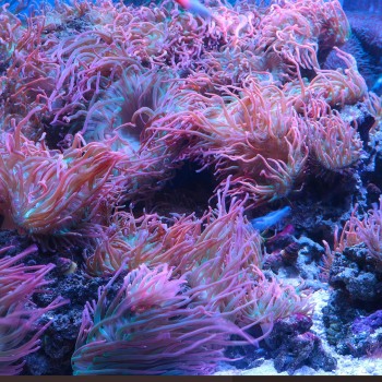 June16_0021Undersea