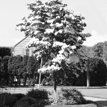 May26_0005Dogwood