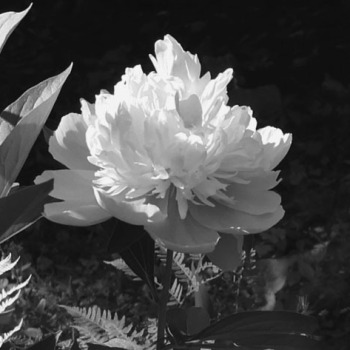 May26_0074peonie