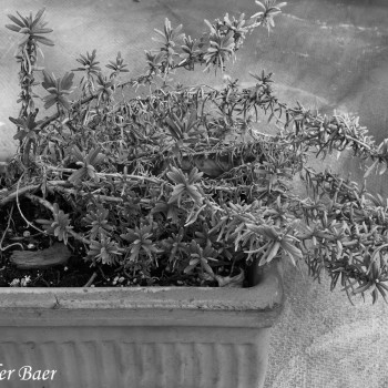 Plant_0187-copy