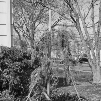Tree2_0198-copy