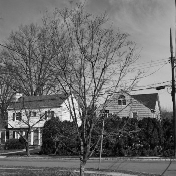 Tree_0197-copy