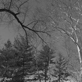 Trees_0171-copy